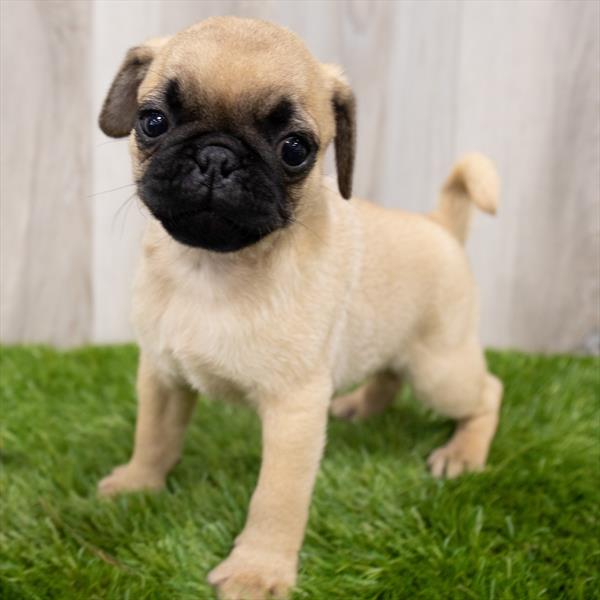 Pug-DOG-Male-Fawn-7583-Petland Monroeville, PA