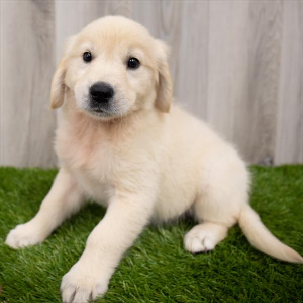Golden Retriever-DOG-Female-Light Golden-7584-Petland Monroeville, PA