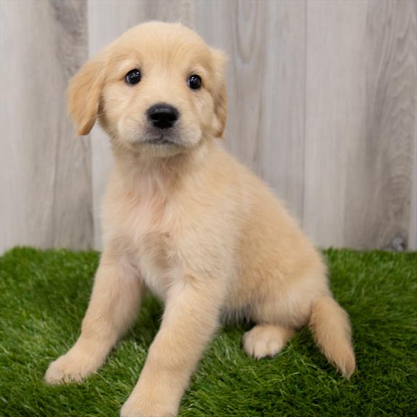 Golden Retriever-DOG-Female-Light Golden-7585-Petland Monroeville, PA
