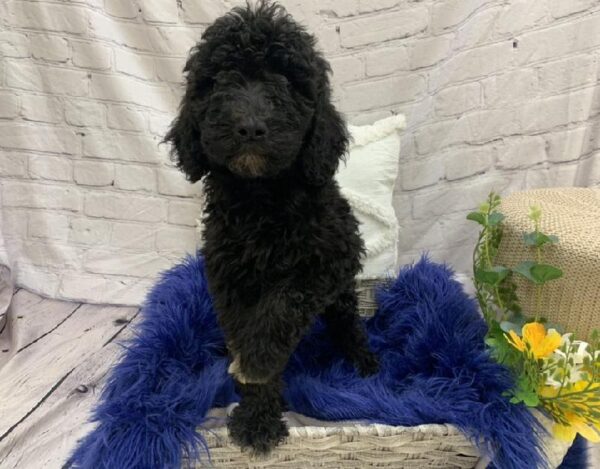 Mini Labradoodle-DOG-Female-Black-7597-Petland Monroeville, PA