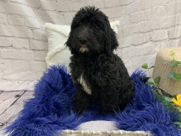 Mini Labradoodle-DOG-Male-Black-7596-Petland Monroeville, PA