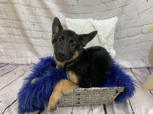 German Shepherd-DOG-Female-Black / Tan-7530-Petland Monroeville, PA