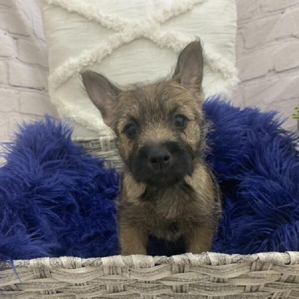 Cairn Terrier-DOG-Male-Wheaten-7608-Petland Monroeville, PA