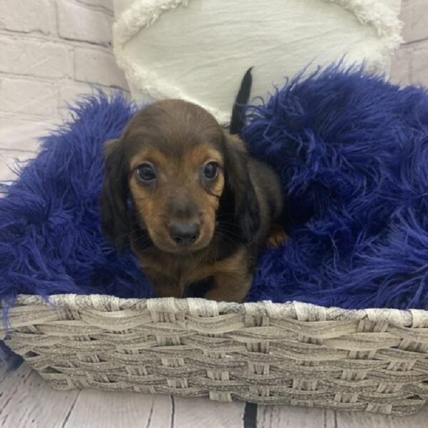 Dachshund-DOG-Male-Red-7609-Petland Monroeville, PA