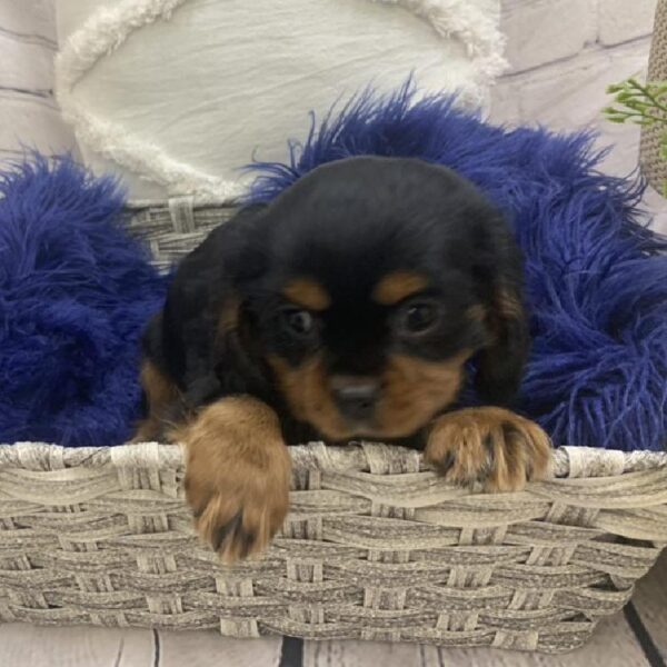Cavalier King Charles Spaniel-DOG-Male-Black and Tan-7610-Petland Monroeville, PA