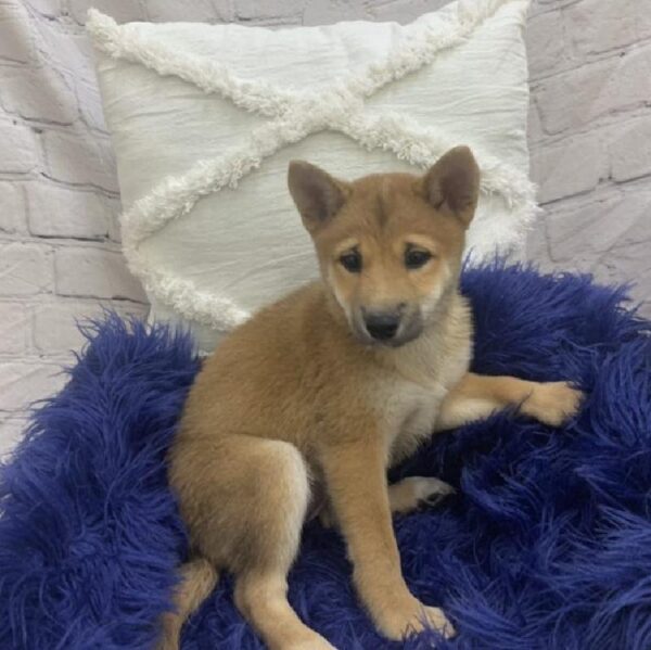 Shiba Inu-DOG-Female-Red-7611-Petland Monroeville, PA