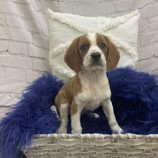 Beaglier-DOG-Male-Red and White-7607-Petland Monroeville, PA