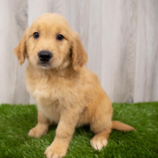 Golden Retriever-DOG-Male-Golden-7614-Petland Monroeville, PA