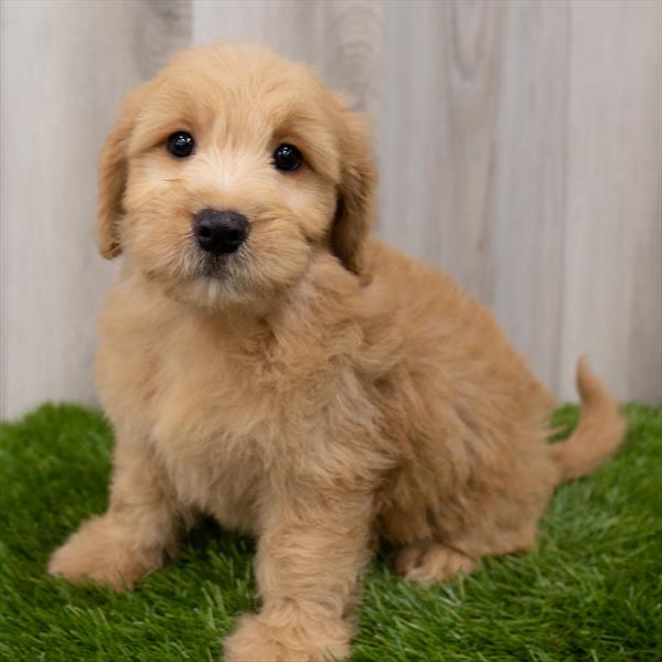 Mini Goldendoodle-DOG-Male-Golden-7615-Petland Monroeville, PA