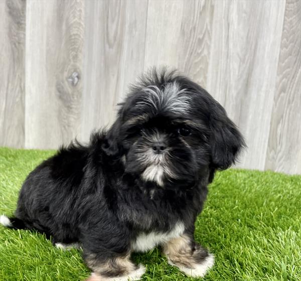 Shih Tzu-DOG-Female-Black-7616-Petland Monroeville, PA