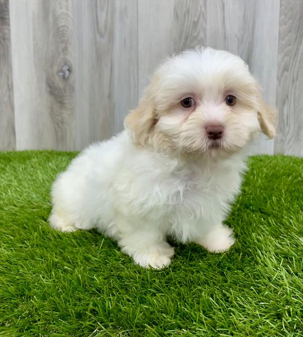 ShizaPoo-DOG-Male-Cream-7617-Petland Monroeville, PA