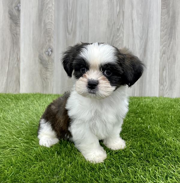 Shorkie-DOG-Male-Brindle / White-7618-Petland Monroeville, PA