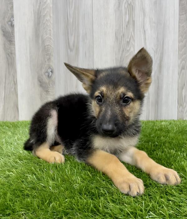 German Shepherd-DOG-Male-Black / Tan-7619-Petland Monroeville, PA