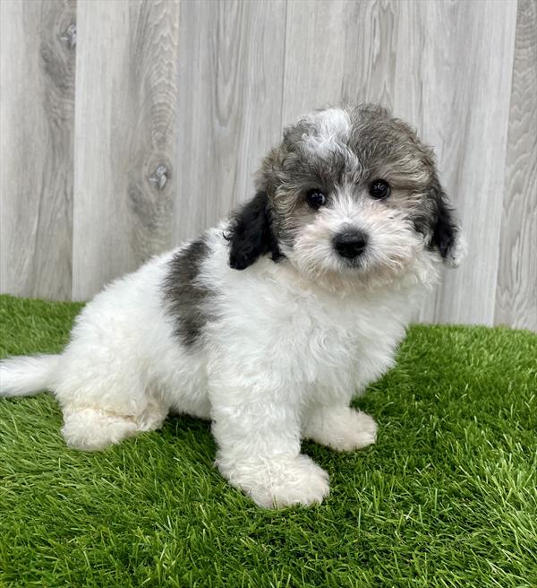 Bichon- Poo-DOG-Male-Black / White-7620-Petland Monroeville, PA