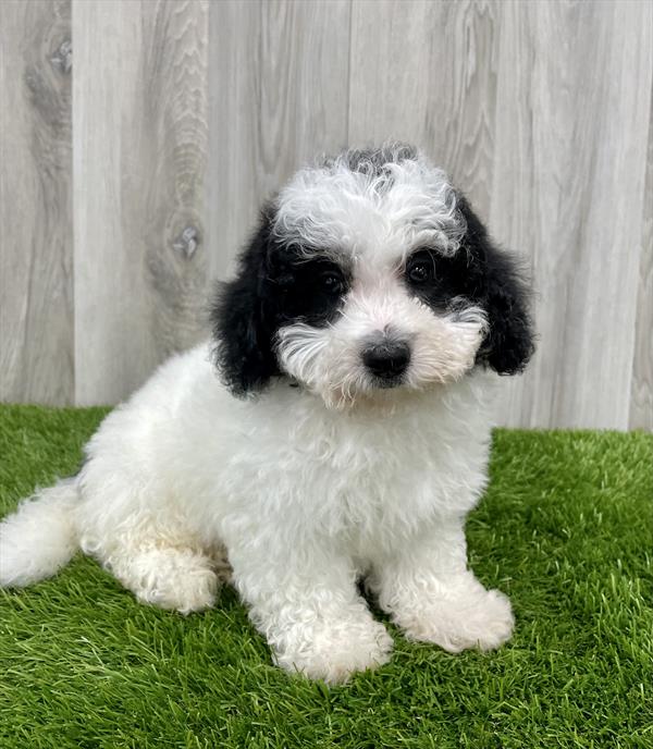 Bichon- Poo-DOG-Male-Black / White-7621-Petland Monroeville, PA