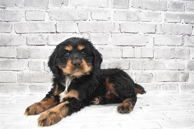 Cockalier-DOG-Male-Black and Tan-7634-Petland Monroeville, PA