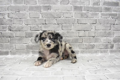 Miniature Australian Shepherd-DOG-Male-Merle-7635-Petland Monroeville, PA