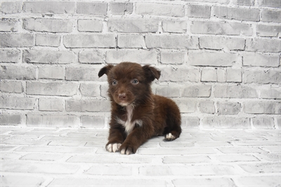 Miniature Australian Shepherd-DOG-Female-Chocolate-7636-Petland Monroeville, PA