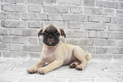 Pug-DOG-Female-Fawn-7637-Petland Monroeville, PA