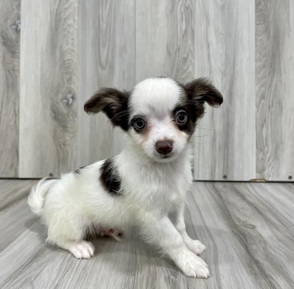 Chihuahua-DOG-Male-Brown-7644-Petland Monroeville, PA