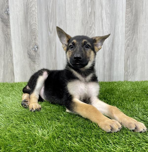 German Shepherd-DOG-Male-Black / Tan-7645-Petland Monroeville, PA