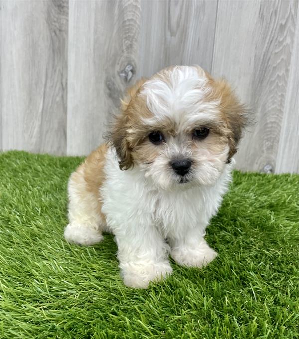 Teddy Bear-DOG-Female-Gold / White-7646-Petland Monroeville, PA