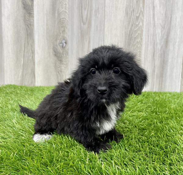 Morkie-DOG-Female-Black-7647-Petland Monroeville, PA