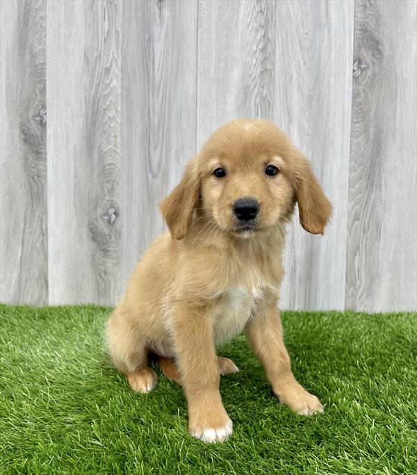 Golden Retriever-DOG-Male-Golden-7648-Petland Monroeville, PA