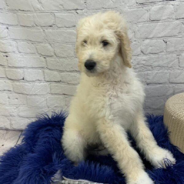 Goldendoodle-DOG-Male-Cream-7643-Petland Monroeville, PA