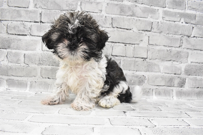 Shih Tzu-DOG-Female-Brindle and White-7663-Petland Monroeville, PA