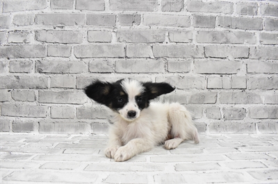 Papillon-DOG-Female-White and Black-7664-Petland Monroeville, PA