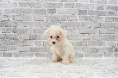 Maltese-DOG-Female-White-7665-Petland Monroeville, PA