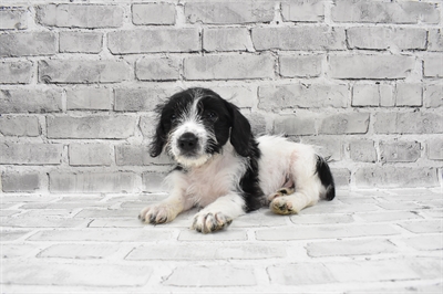 Dorkie-DOG-Male-Black and White-7666-Petland Monroeville, PA