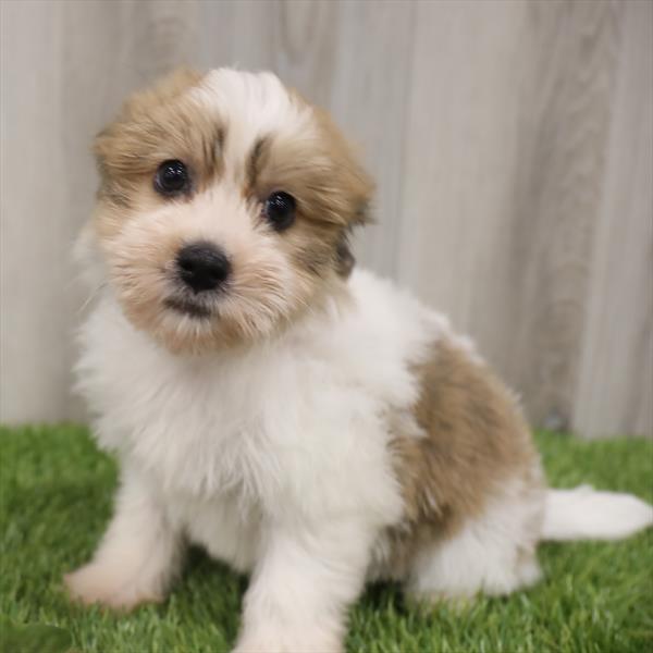Teddy Bear-DOG-Female-Brown / White-7667-Petland Monroeville, PA