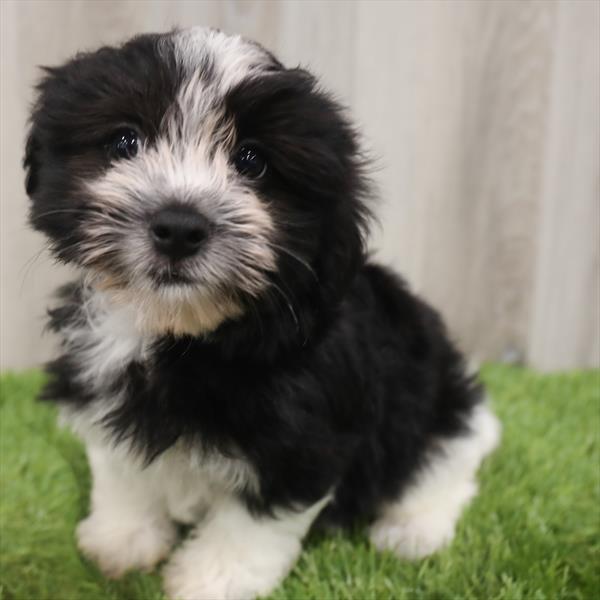 Havamalt-DOG-Male-Black / White-7668-Petland Monroeville, PA
