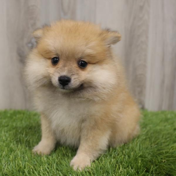 Pomeranian-DOG-Male-Orange-7669-Petland Monroeville, PA