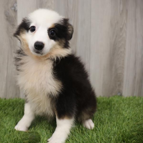 Australian Shepherd-DOG-Male-Black-7670-Petland Monroeville, PA