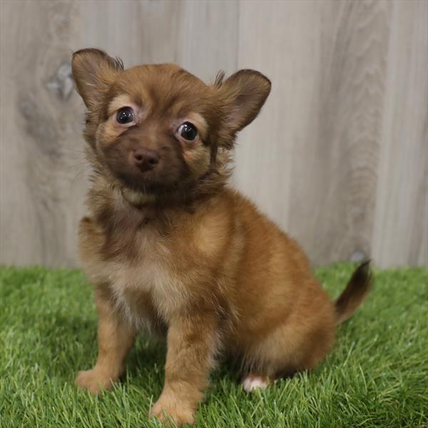 Chihuahua-DOG-Female-Fawn-7671-Petland Monroeville, PA