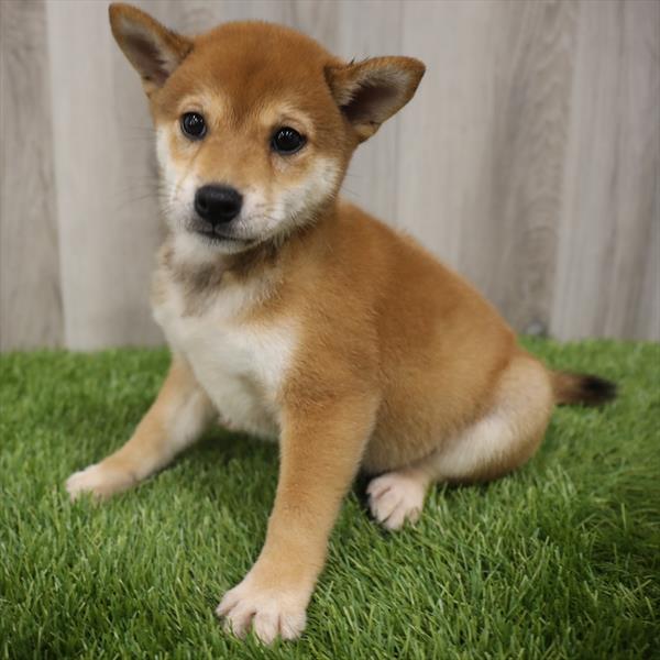Shiba Inu-DOG-Male-Red-7672-Petland Monroeville, PA