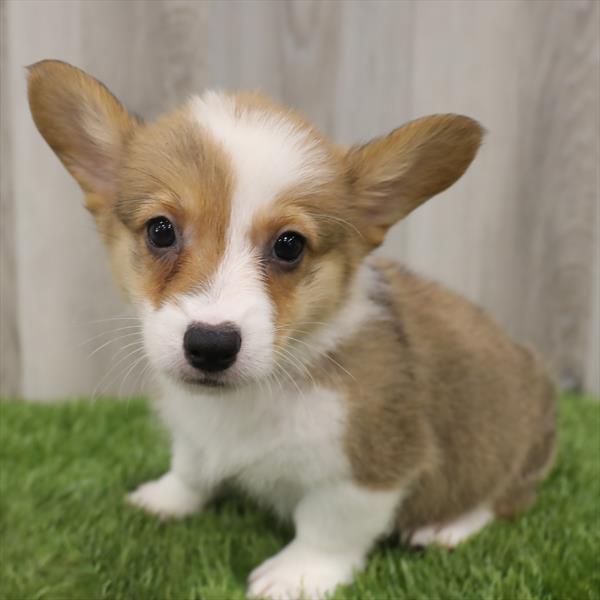 Pembroke Welsh Corgi-DOG-Male-Red Sable-7673-Petland Monroeville, PA