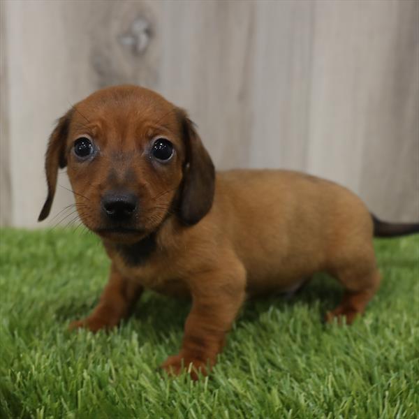 Dachshund-DOG-Male-Red-7674-Petland Monroeville, PA