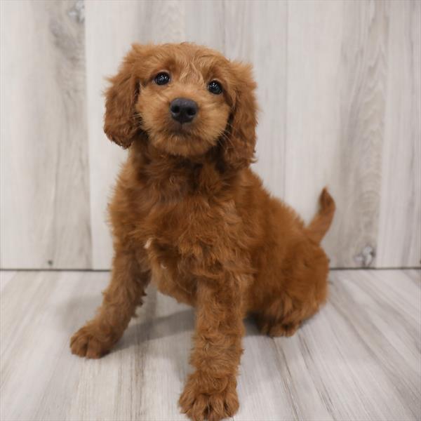 Miniature Goldendoodle-DOG-Female-Apricot-7675-Petland Monroeville, PA