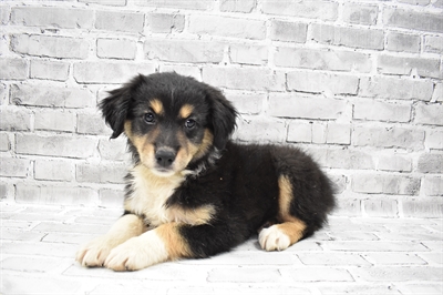 Australian Shepherd-DOG-Female-Black and White-7694-Petland Monroeville, PA