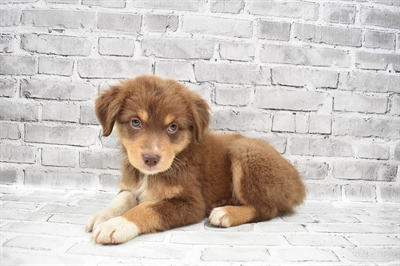 Australian Shepherd-DOG-Male-Red-7695-Petland Monroeville, PA