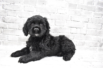 Cocker Spaniel-DOG-Male-Black-7696-Petland Monroeville, PA