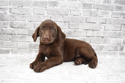Labrador Retriever-DOG-Female-Chocolate-7697-Petland Monroeville, PA