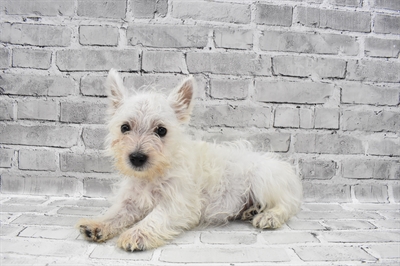 West Highland White Terrier-DOG-Male-White-7698-Petland Monroeville, PA