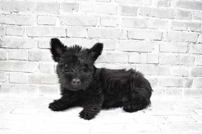Scottish Terrier-DOG-Male-Black-7699-Petland Monroeville, PA