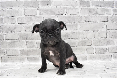 Pug-DOG-Male-Black-7700-Petland Monroeville, PA