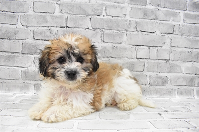 Teddy Bear-DOG-Male-Gold and White-7701-Petland Monroeville, PA